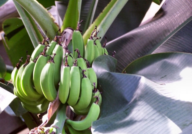 Banane am Baum
