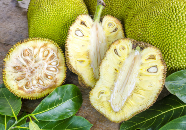 Jackfruit